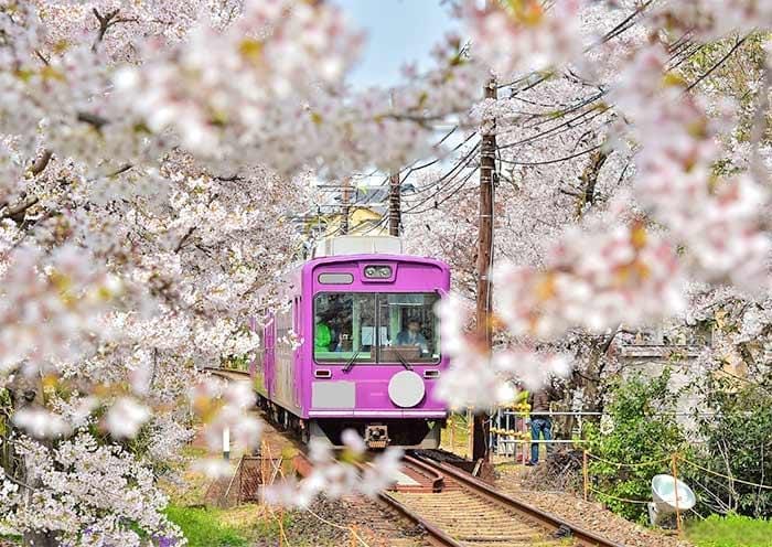 10 Days Japan Spring Tour - Sakura Cherry Blossom Tour to Tokyo, Mt. Fuji, Kyoto & Osaka - 3
