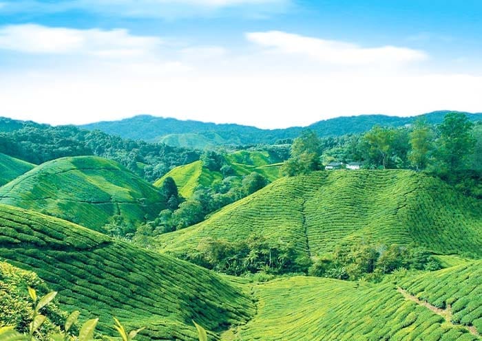 8 Days Kuala Lumpur to Penang Tour via Cameron Highlands - Classic Malaysia
