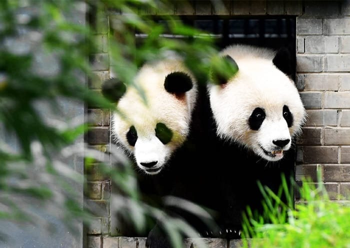 8 Days Chengdu Chongqing Zhangjiajie Small Group Tour: Panda, Cyberpunk & Avatar