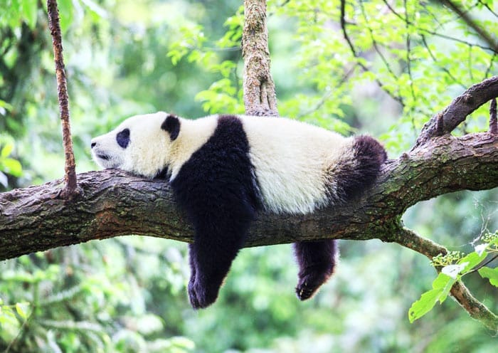 1 Day Dujiangyan Panda Volunteer Tour with Kung Fu Panda Village
