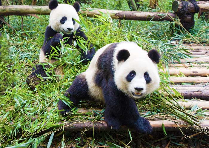 Chengdu Layover Tour: 4-24 Hours Layover in Chengdu - 1