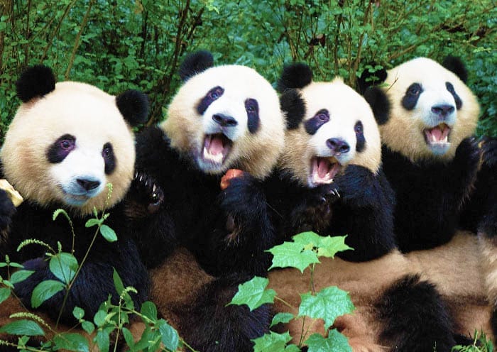 2 Days Chengdu Tour with Dujiangyan & Mount Qingcheng UNESCO Tour