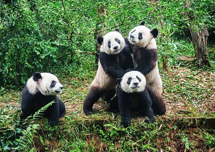 2 Days Chengdu Tour with Dujiangyan & Mount Qingcheng UNESCO Tour - 1