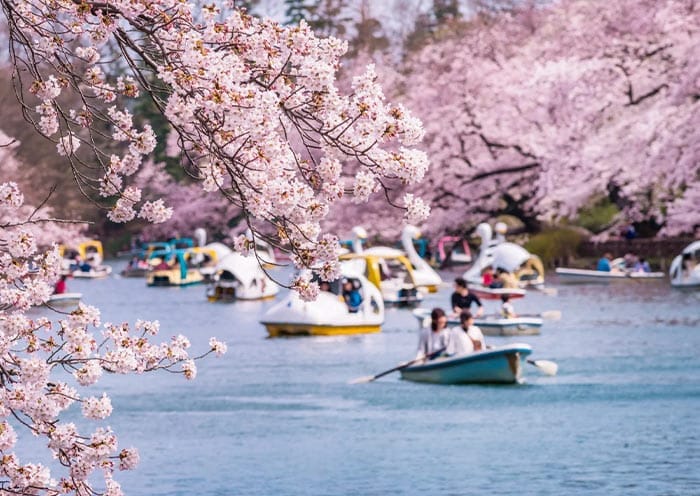 10 Days Japan Spring Tour - Sakura Cherry Blossom Tour to Tokyo, Mt. Fuji, Kyoto & Osaka