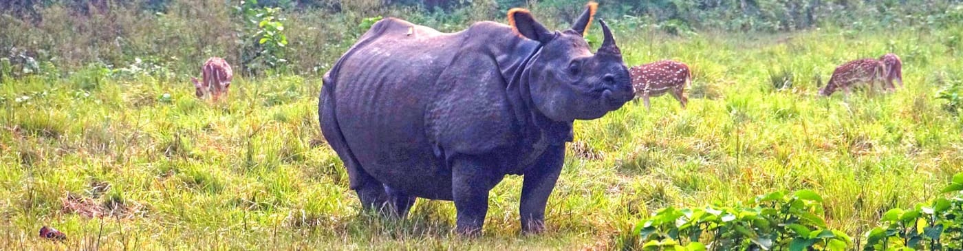 7 Days Nepal Wildlife Tour to Chitwan: A Soulful Journey of Cultural & Safari