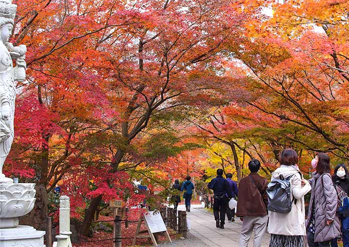 8 Days Japan Autumn Leaves Tour: Golden Route from Osaka to Tokyo - 3