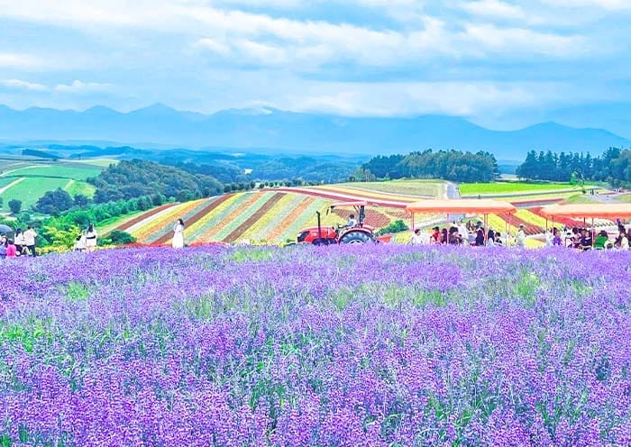 8 Days Hokkaido Summer Tour: Colorful Family Vacation on Hokkaido Island