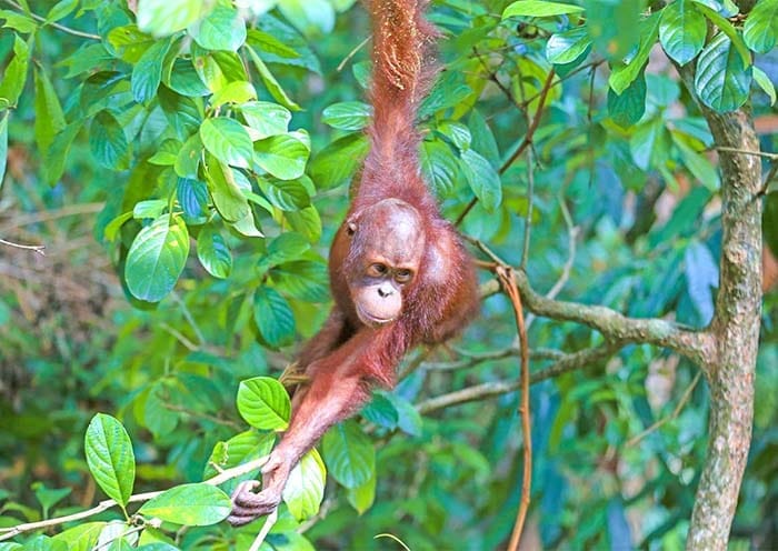 9 Days Borneo Wildlife Tour: From Kuala Lumpur to Sabah Adventure - 3