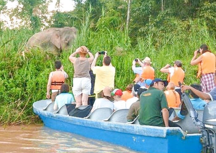 7 Days Sabah Borneo Tour: Wildlife Safaris, Kinabalu Park & Island Hopping