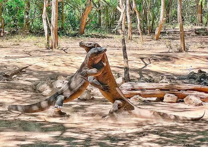 8 Days Bali Komodo Tour: Diverse Bali to Wild Komodo Dragon