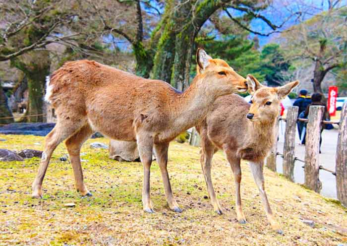 10 Days Best Japan Tour for Family - From Tokyo Disneyland to Universal Studios Japan - 3