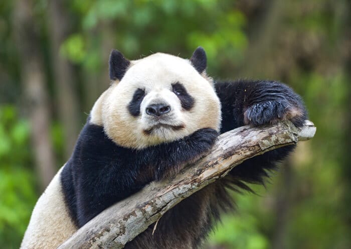 15 Days China Impression Small Group Tour: Experience Classic China & Nature - 4