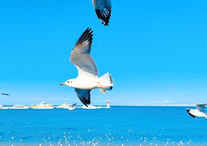 3 Days Qinghai Tour: Qinghai Lake, Chaka Salt Lake & Ta’er Monastery - 2