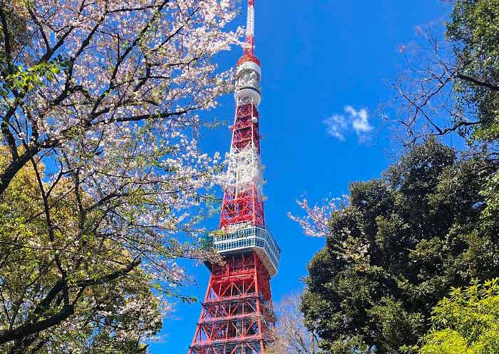 Japan Cherry Blossom 2027: Ultimate Planning Guide